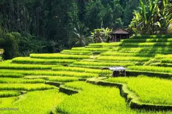 Bali et les volcans de Java – Image 5