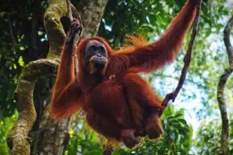 Bukit Lawang