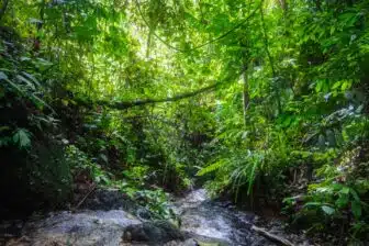 Circuit Bukit Lawang & éléphants de Tangkahan – Image 9