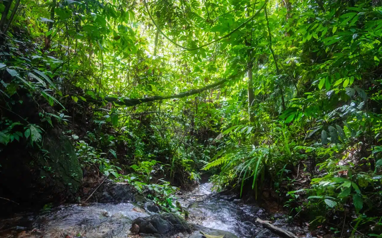 Circuit Bukit Lawang & éléphants de Tangkahan – Image 9