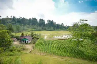 Circuit Lac de Toba et Bukit Lawang – Image 10