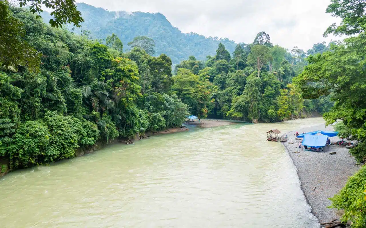 Circuit Bukit Lawang & éléphants de Tangkahan – Image 8