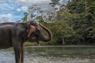 Circuit Bukit Lawang & éléphants de Tangkahan