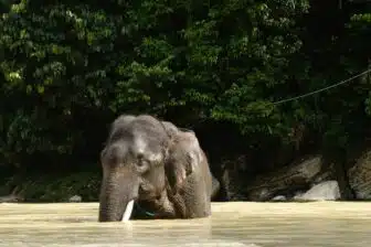 Circuit Bukit Lawang & éléphants de Tangkahan – Image 5
