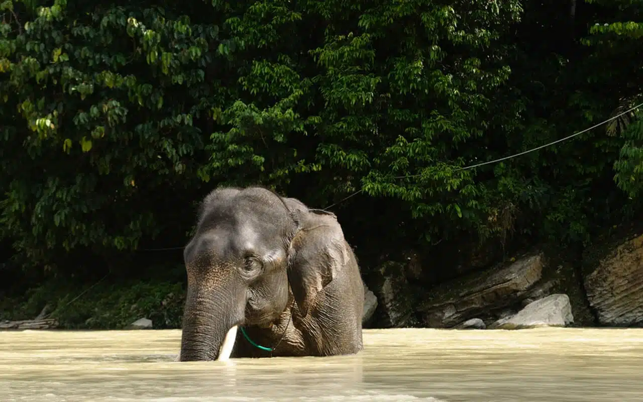 Circuit Bukit Lawang & éléphants de Tangkahan – Image 5